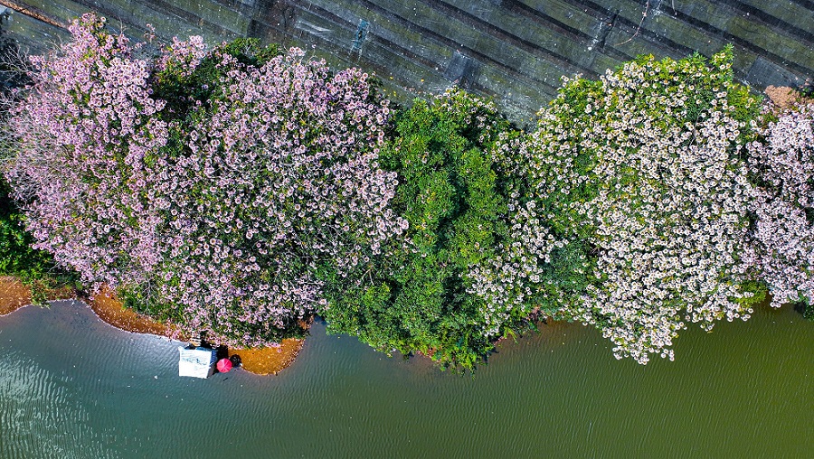Hoa kèn hồng hồ Nam Phương